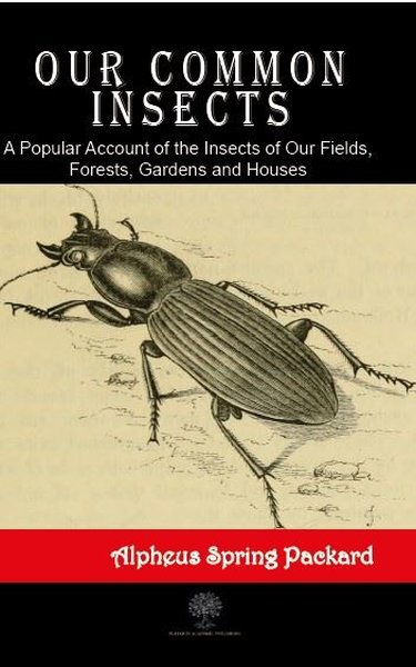 Our Common Insects